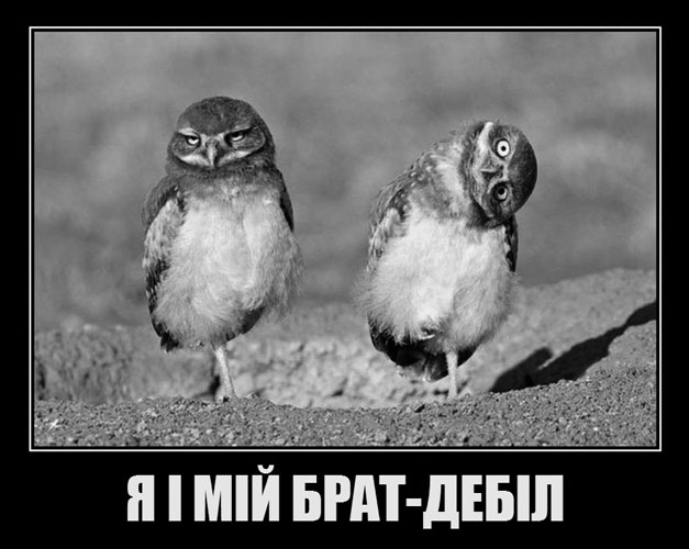 Цікаві факти про ящірок — ТОП 27 фактів про хвіст і маскування