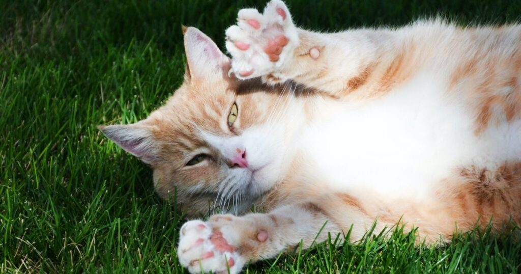 Цікаві факти про їжаків — ТОП 23 фактів про захист голками