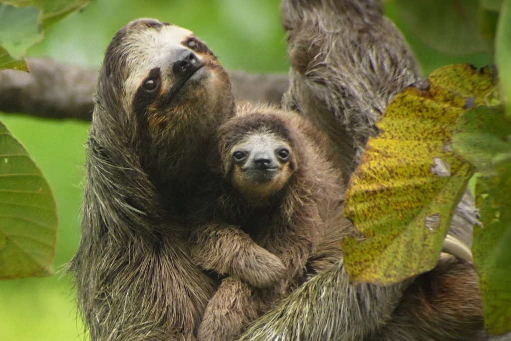 Цікаві факти про жаб — ТОП 20 фактів про життя у воді та на суші