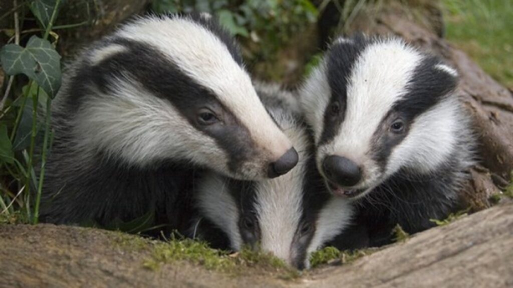 Интересные факты о барсуках — ТОП 21 факт о норах и семьях
