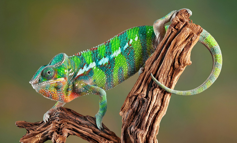 Интересные факты о ящерицах — ТОП 27 фактов о хвосте и маскировке