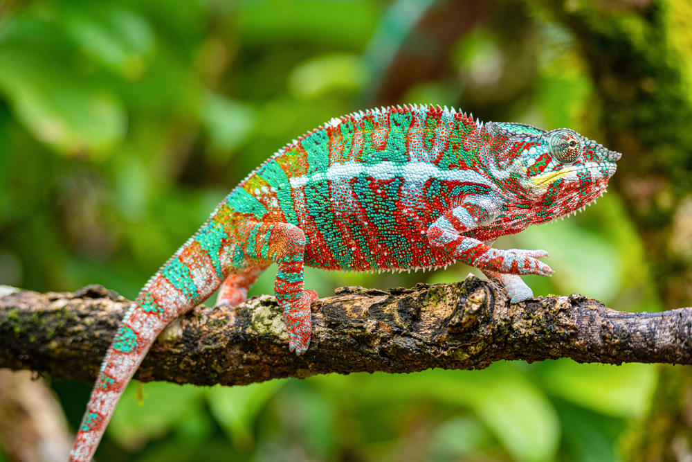 Интересные факты о хамелеонах — ТОП 34 фактов об изменении цвета