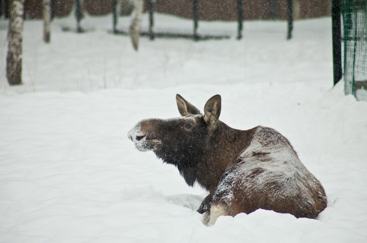 Интересные факты о лосях — ТОП 24 фактов о жизни в дикой природе