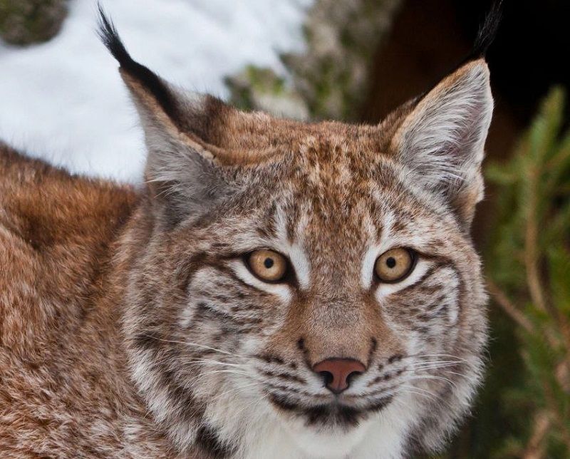 Интересные факты о рысях — ТОП 24 фактов об остром слухе