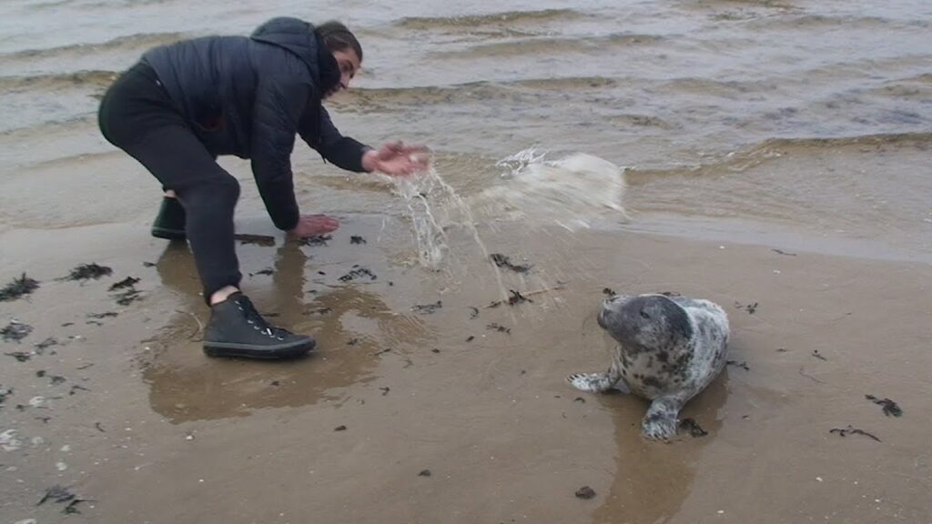 Интересные факты о тюленях — ТОП 29 фактов о жизни между сушей и морем