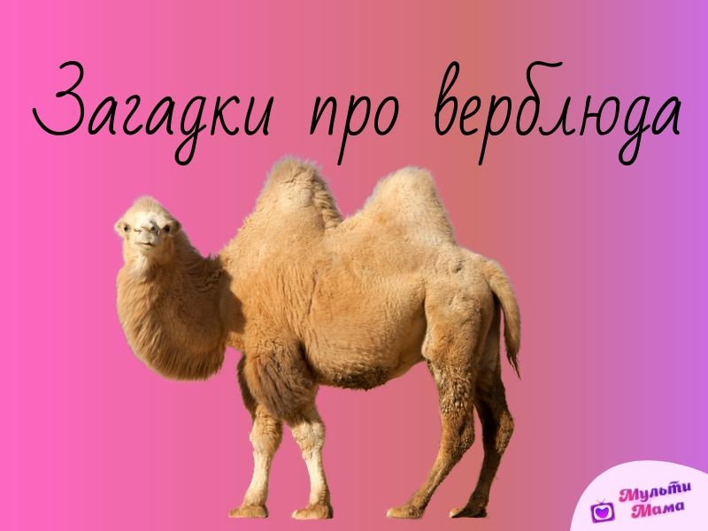 Интересные факты о верблюдах — ТОП 30 фактов о жизни в пустыне