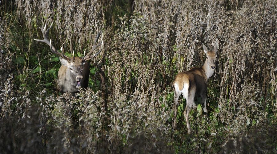 Интересные факты об оленях — ТОП 27 фактов о рогах и миграциях